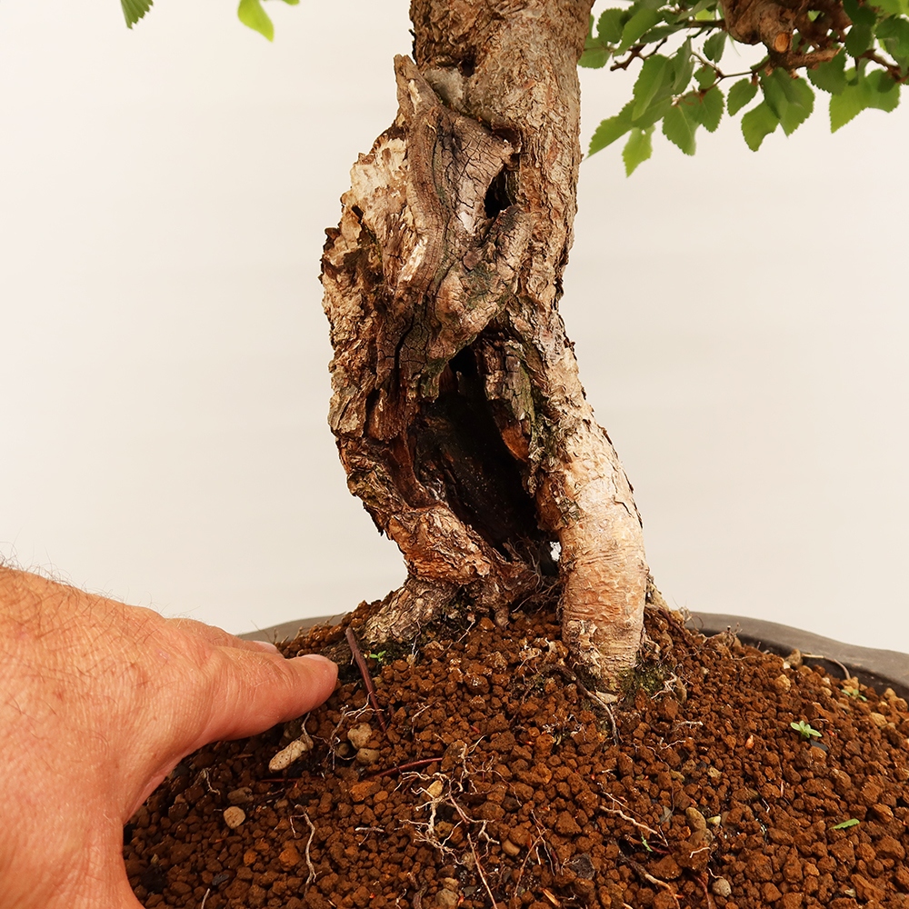 Bonsai für draußen - Karpinus Coreana - Koreanische Hainbuche