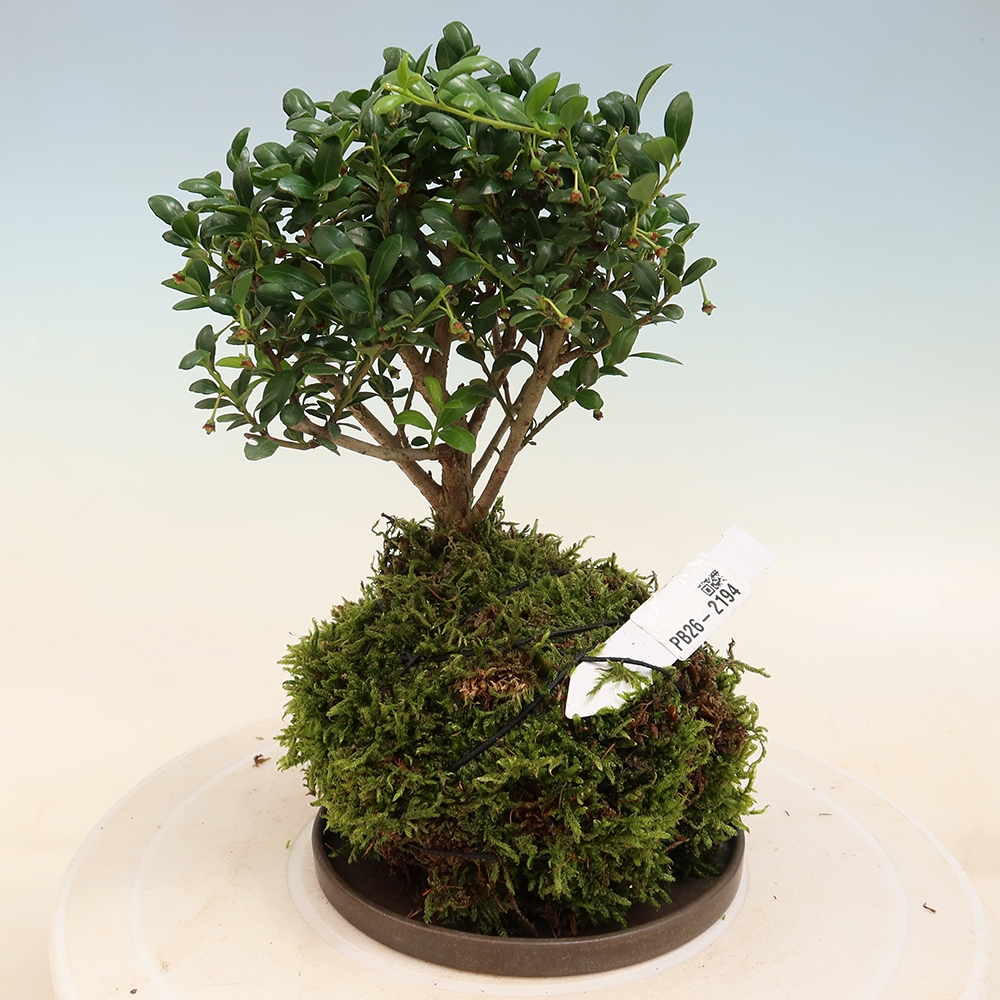 Kokedama mit Untersetzer – Ilex crenata – Stechpalme