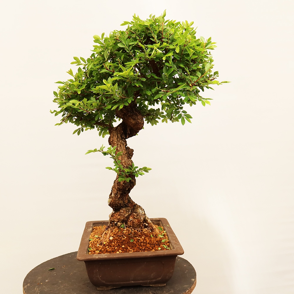 Bonsai für draußen - Zelkova - Zelkova NIRE