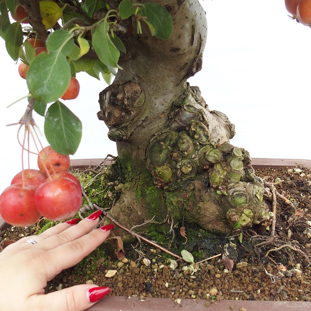 Outdoor-Bonsai -Malus halliana - Kleinfrüchtiger Apfelbaum
