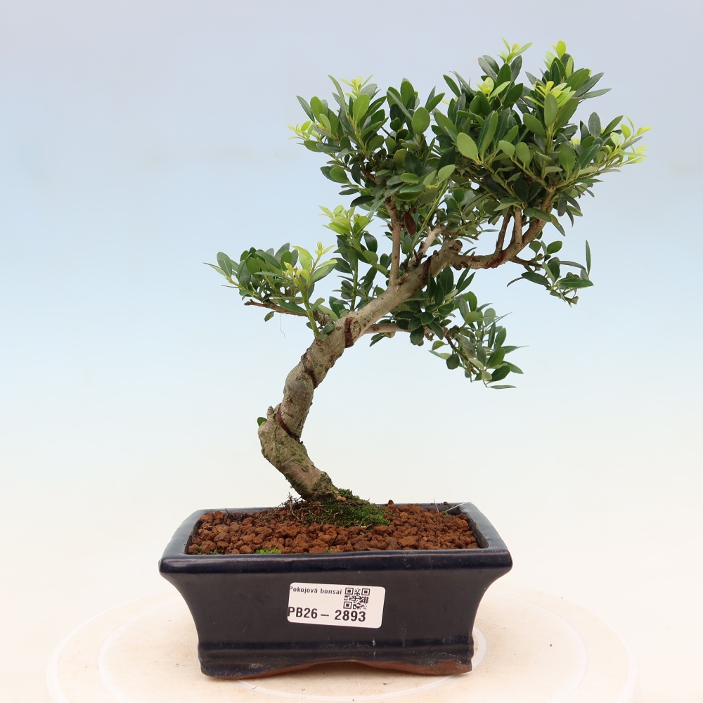 Zimmer Bonsai - Ilex crenata - Stechpalme