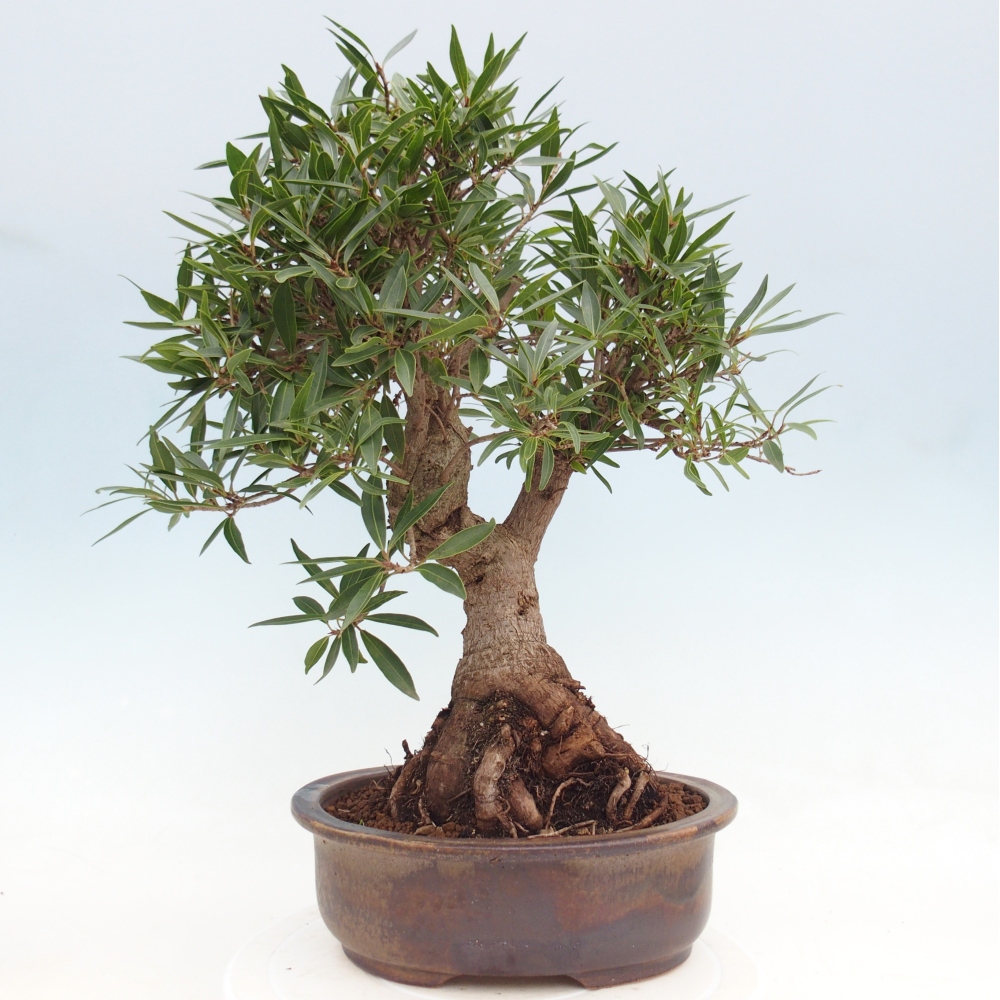 Zimmerbonsai - Ficus nerifolia - Kleinblättriger Ficus