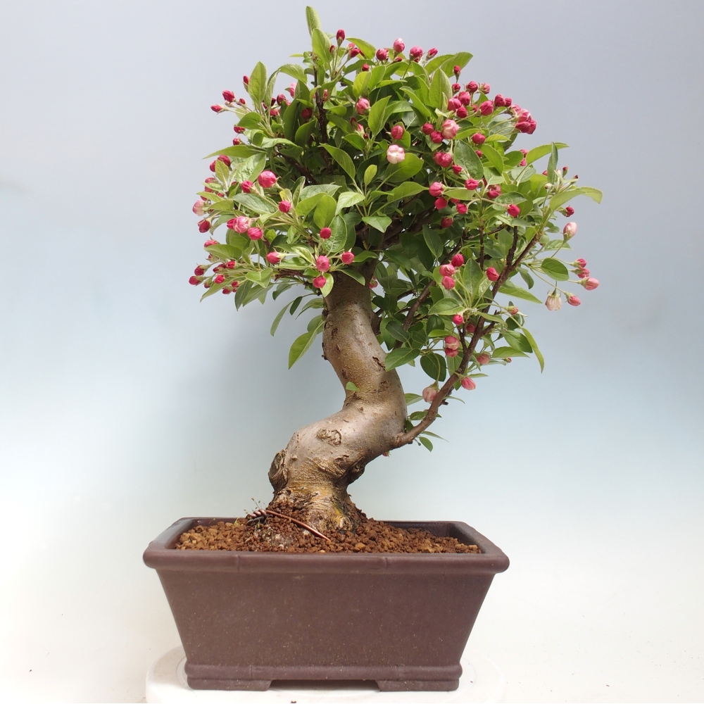 Outdoor-Bonsai -Malus halliana - Kleinfrüchtiger Apfelbaum