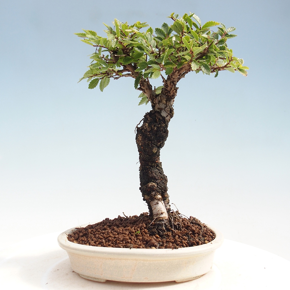 Bonsai für draußen - Zelkova - Zelkova NIRE