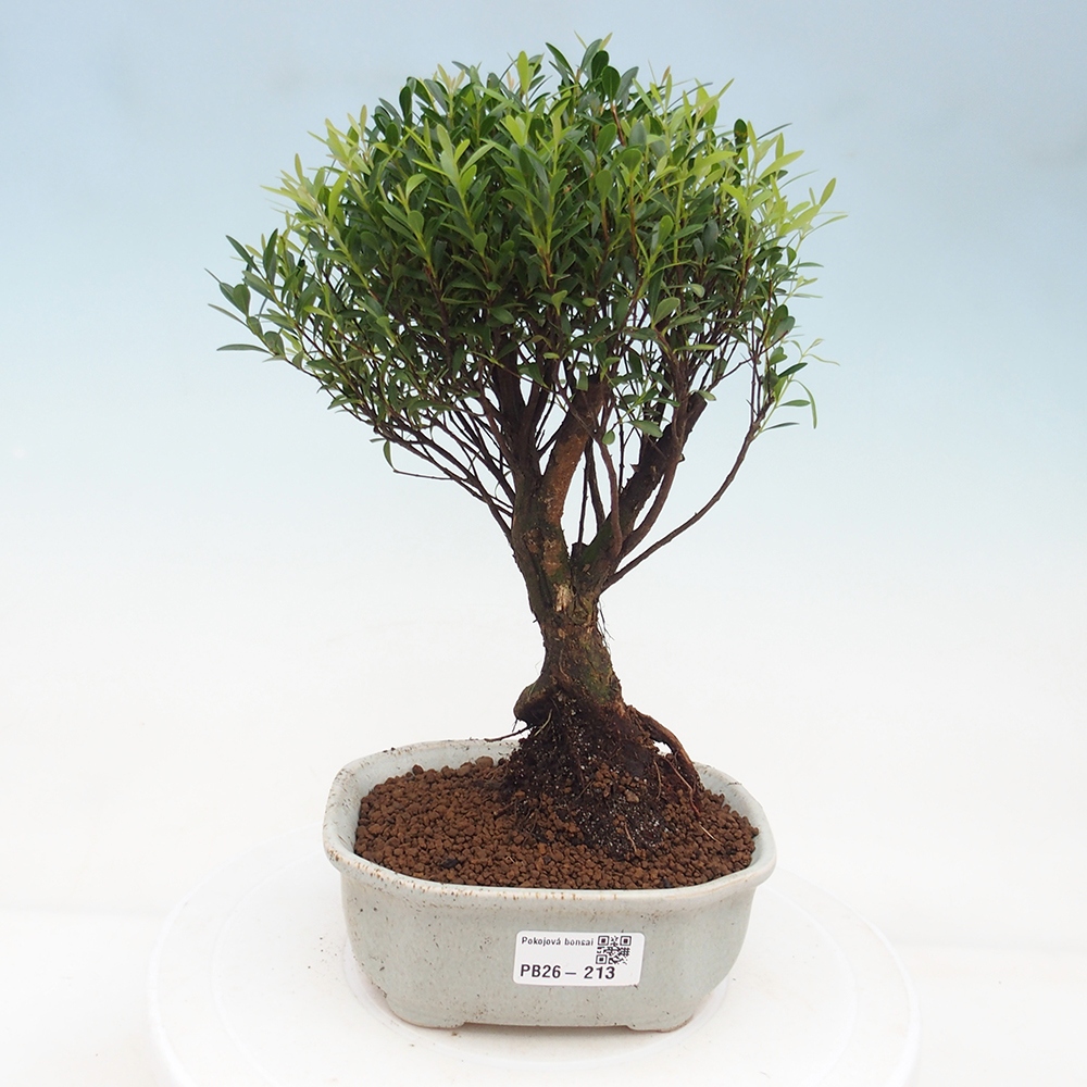 Zimmer Bonsai - Syzygium - Piment