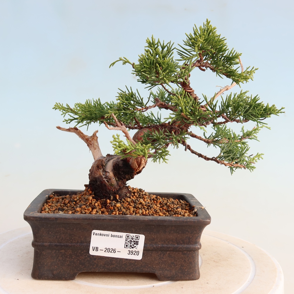 Bonsai für draußen - Juniperus chinensis Itoigawa