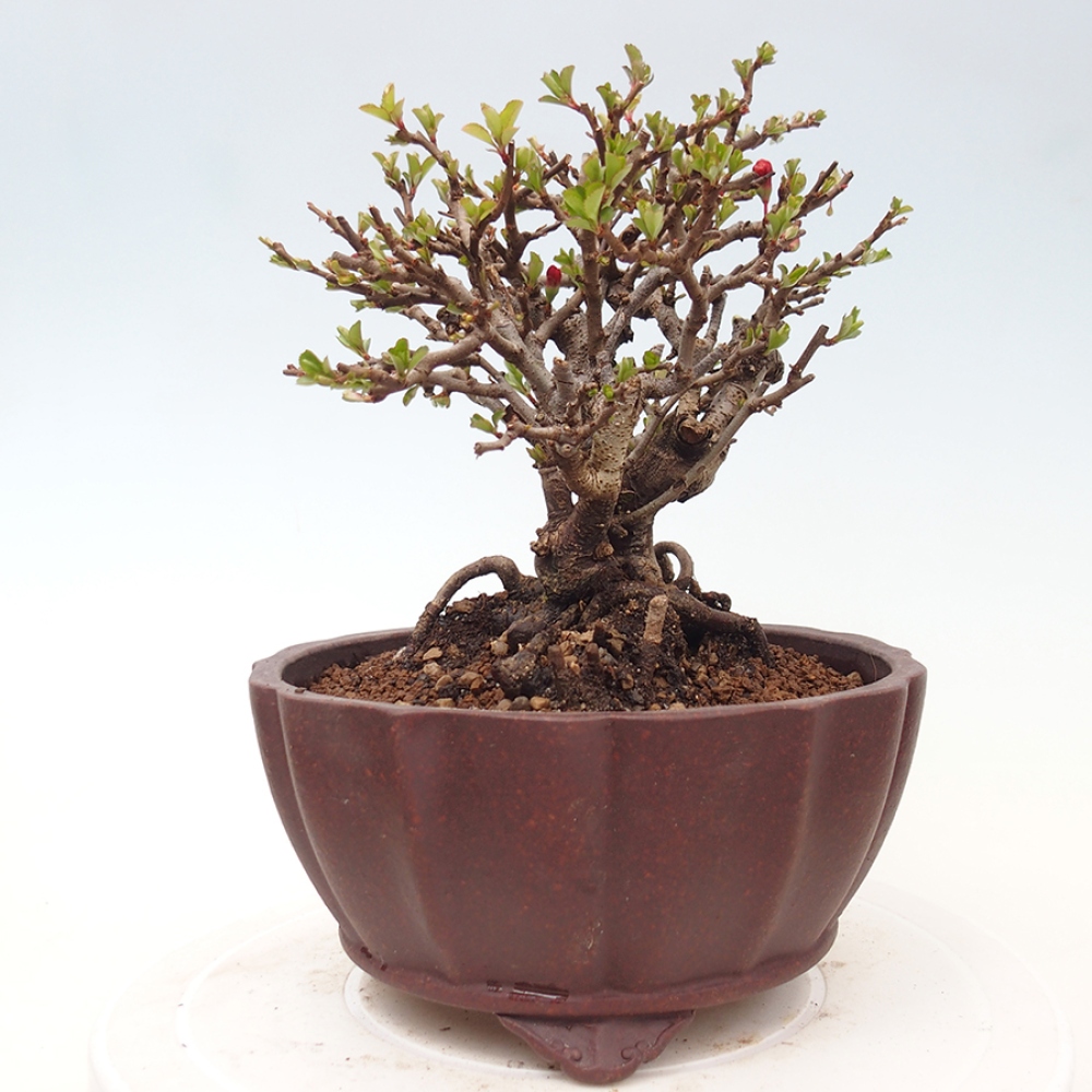 Bonsai für draußen - Chaneomeles speciosa - Quitte
