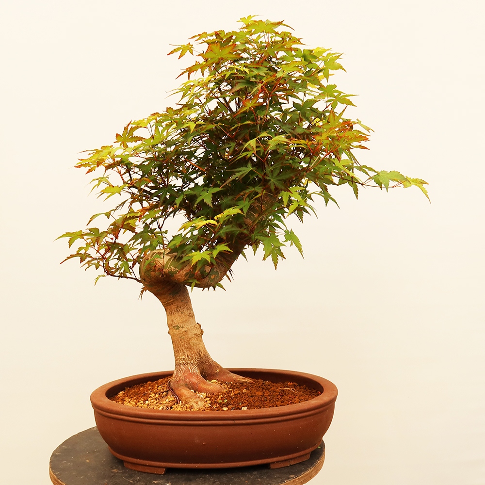 Bonsai für draußen - Ahorn palmatum - Palmen