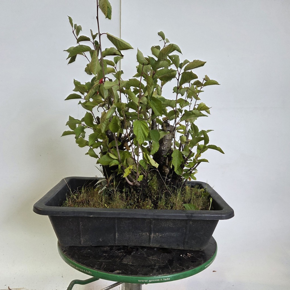 Freiland Bonsai Kirsche - Prunus aviata