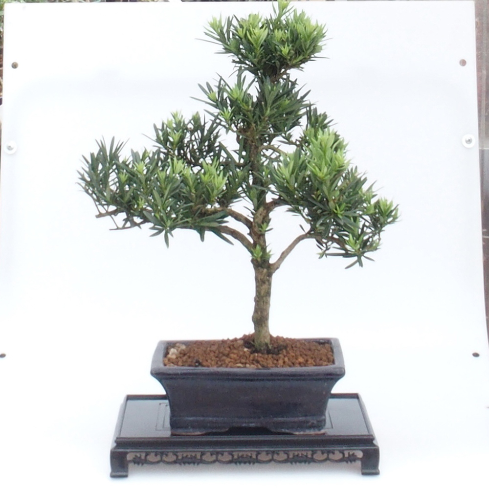 Bonsai Tisch Kunststoff Rechteck 27 x 17,5 x 4 cm, schwarz
