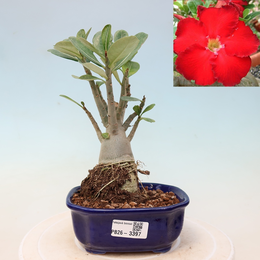 Zimmerbonsai – Adenium obesum „Red Star“ – Wüstenrose