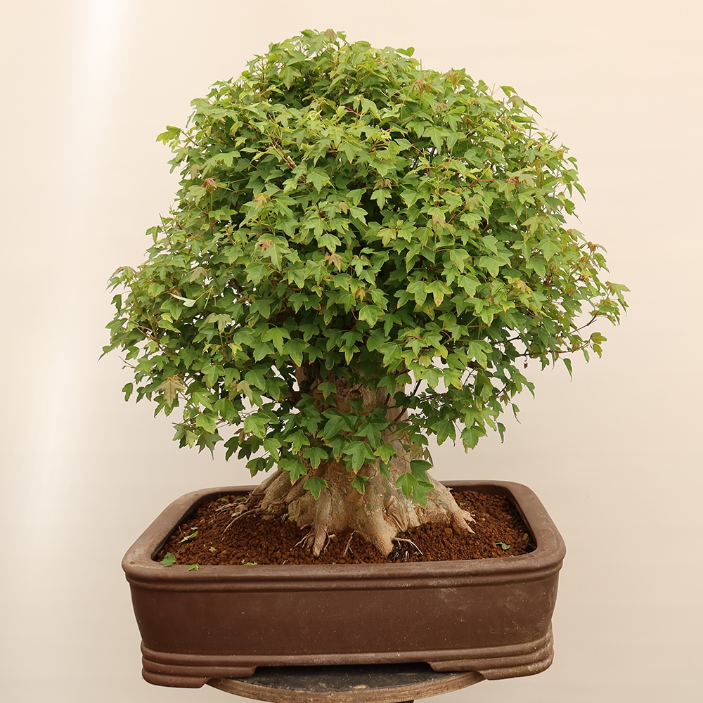 Bonsai für draußen - Ahorn Burger - Acer Burgerianum