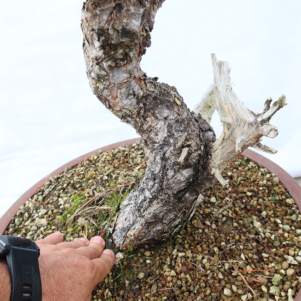 Pinus sylvestris Spanien – Waldkiefer
