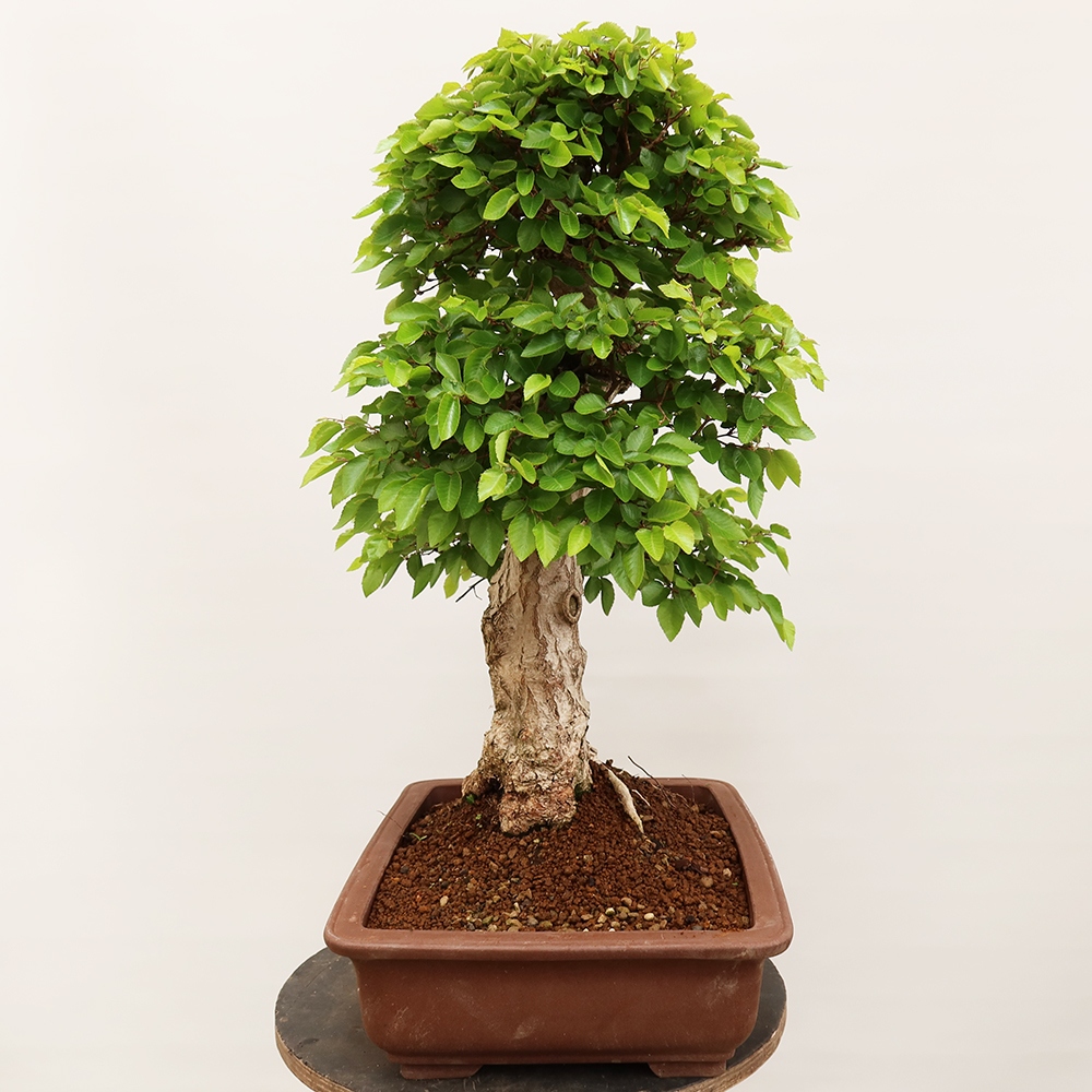 Bonsai für draußen - Karpinus Coreana - Koreanische Hainbuche