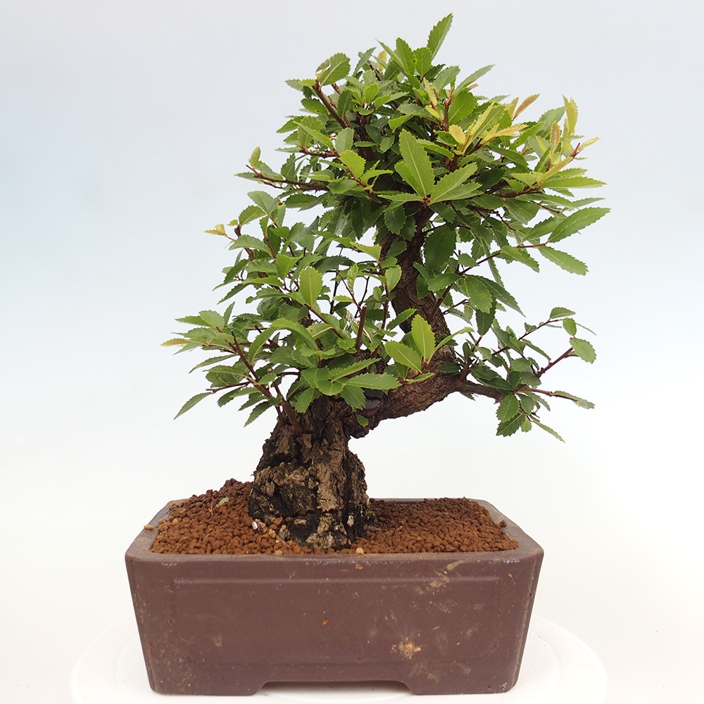 Bonsai für draußen - Zelkova - Zelkova NIRE
