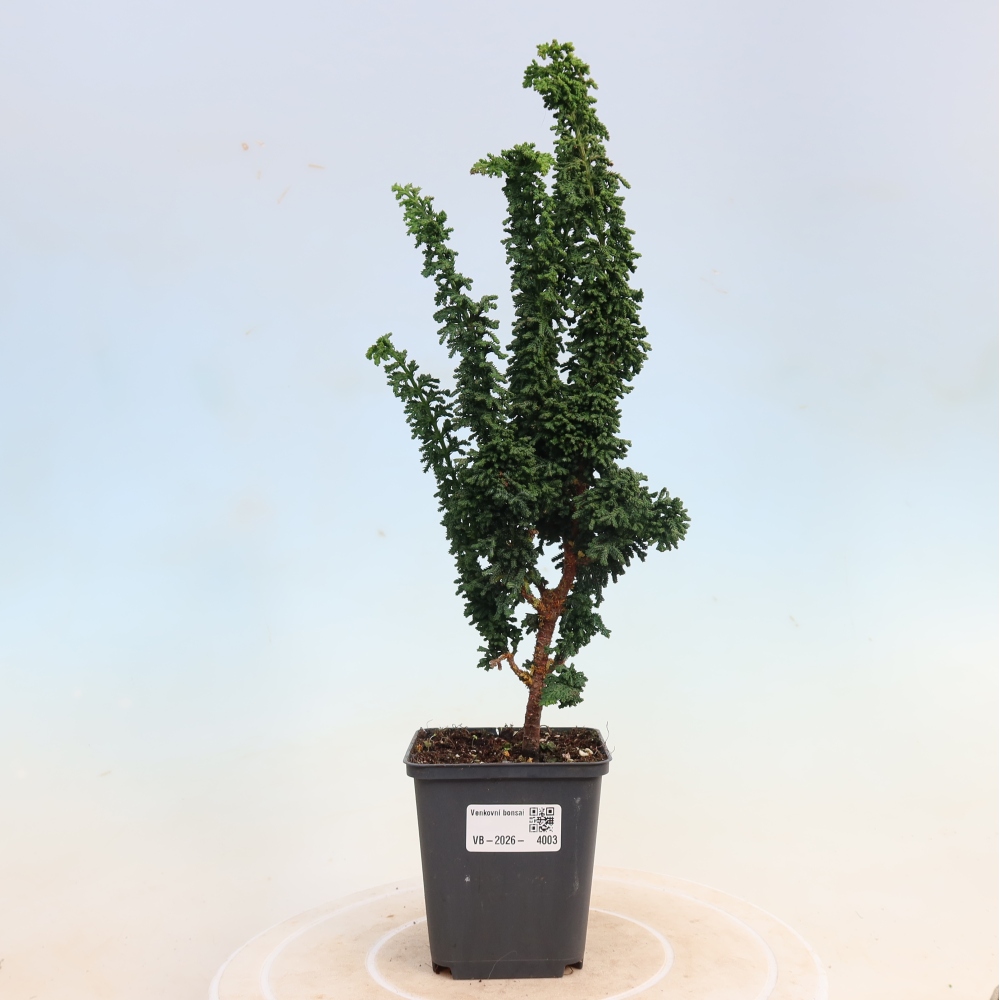 Bonsai für draußen - Cham. obtusa SEKKA HINOKI - Zypresse
