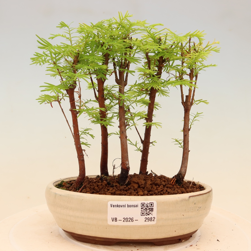 Bonsai für den Außenbereich – Metasequoia glyptostroboides – Chinesische Metasequoia – Wäldchen