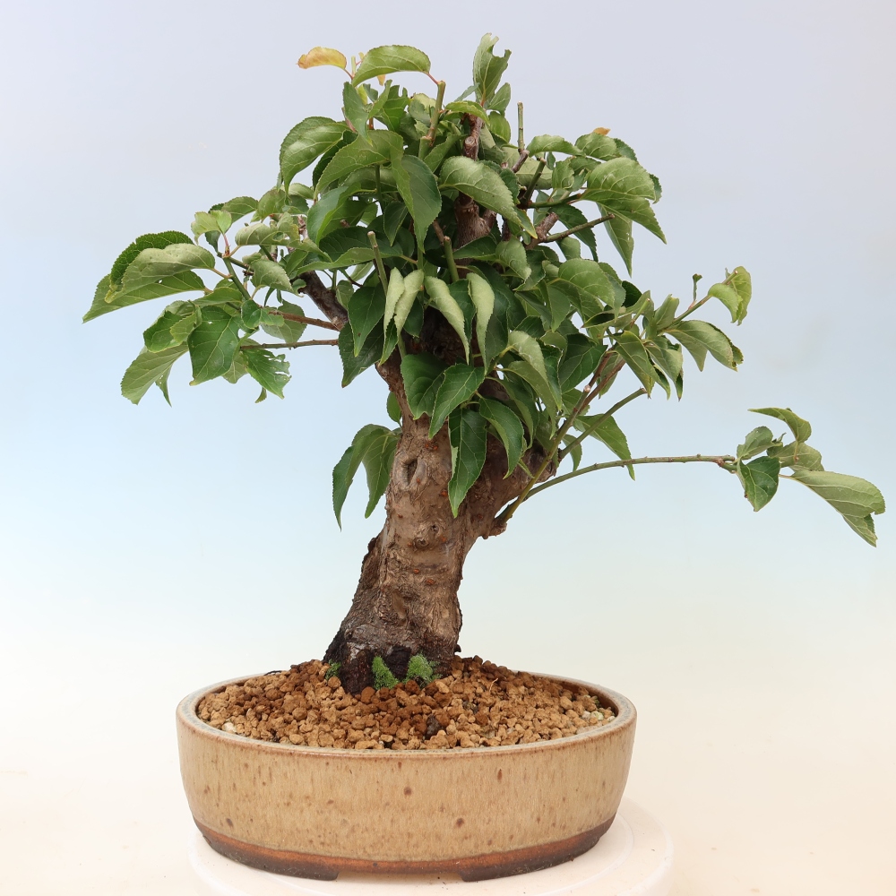 Bonsai für den Außenbereich – Japanischer Aprikosenbaum – Prunus Mume