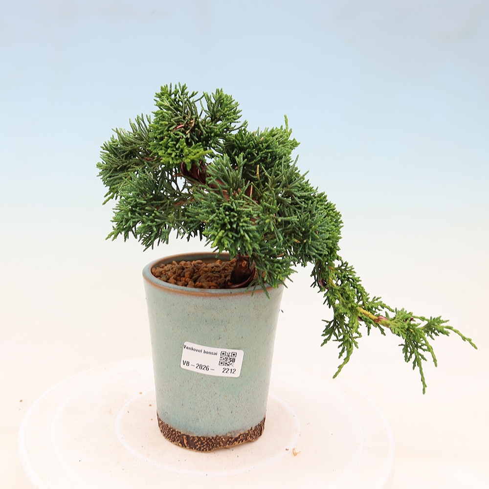 Bonsai für draußen - Juniperus chinensis Kishu