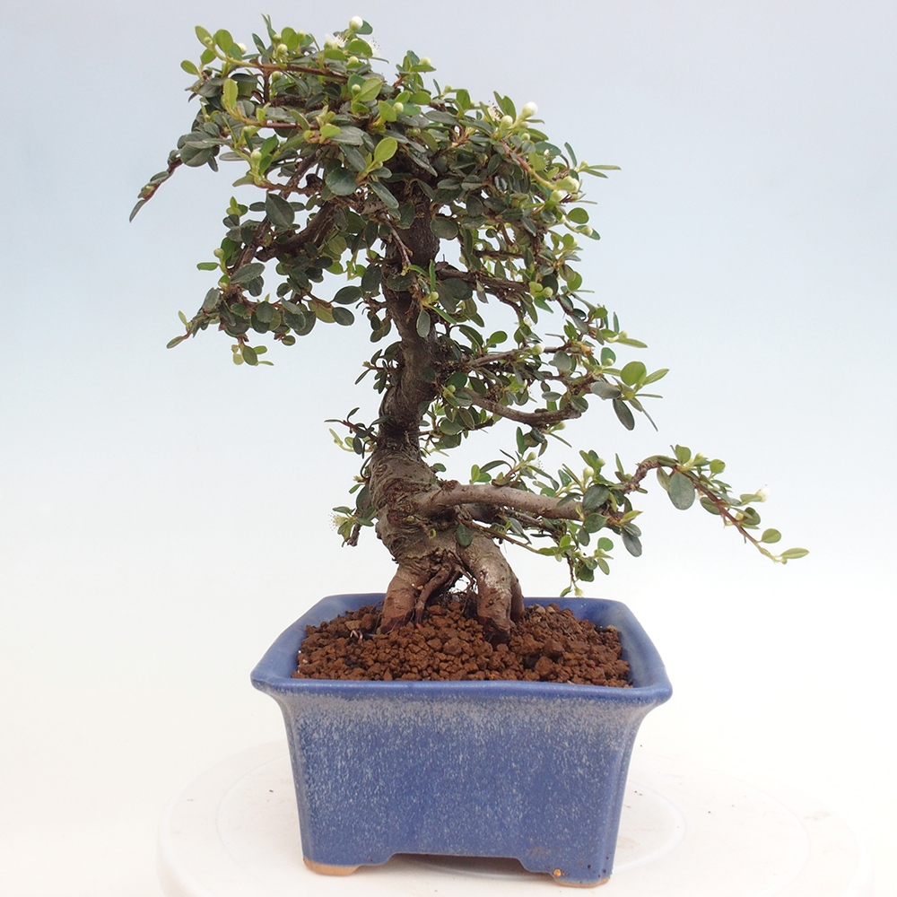 Freiland-Bonsai-Cotoneaster dammeri - Damer's Rock