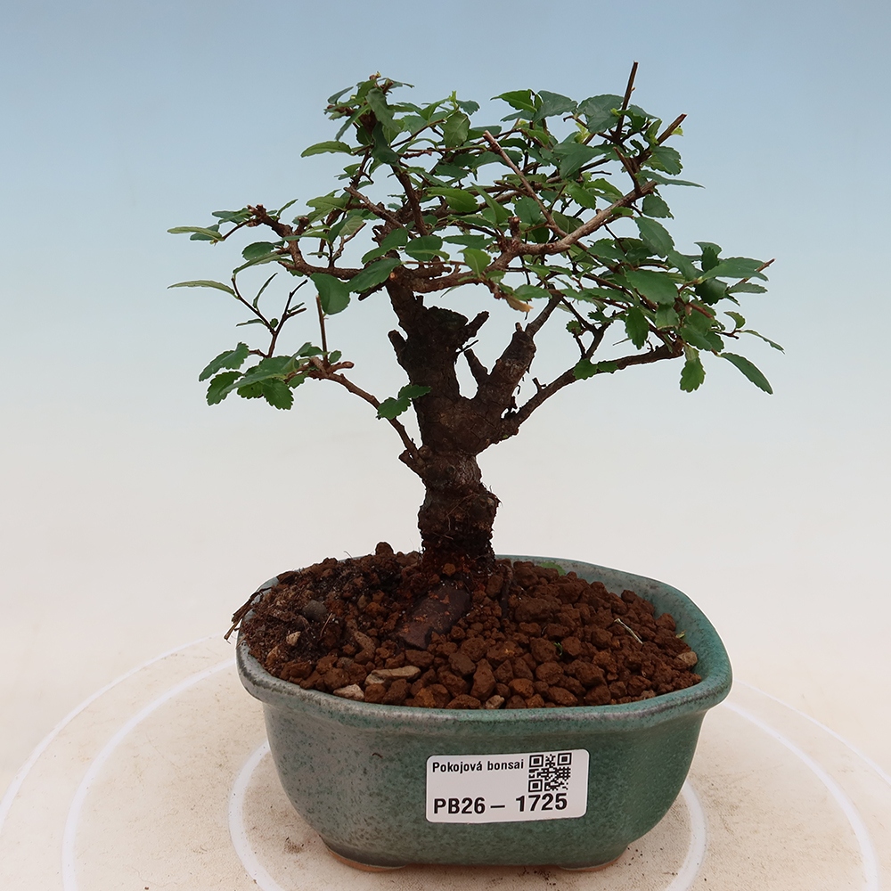 Zimmerbonsai - Ulmus parvifolia - Kleinblättrige Ulme