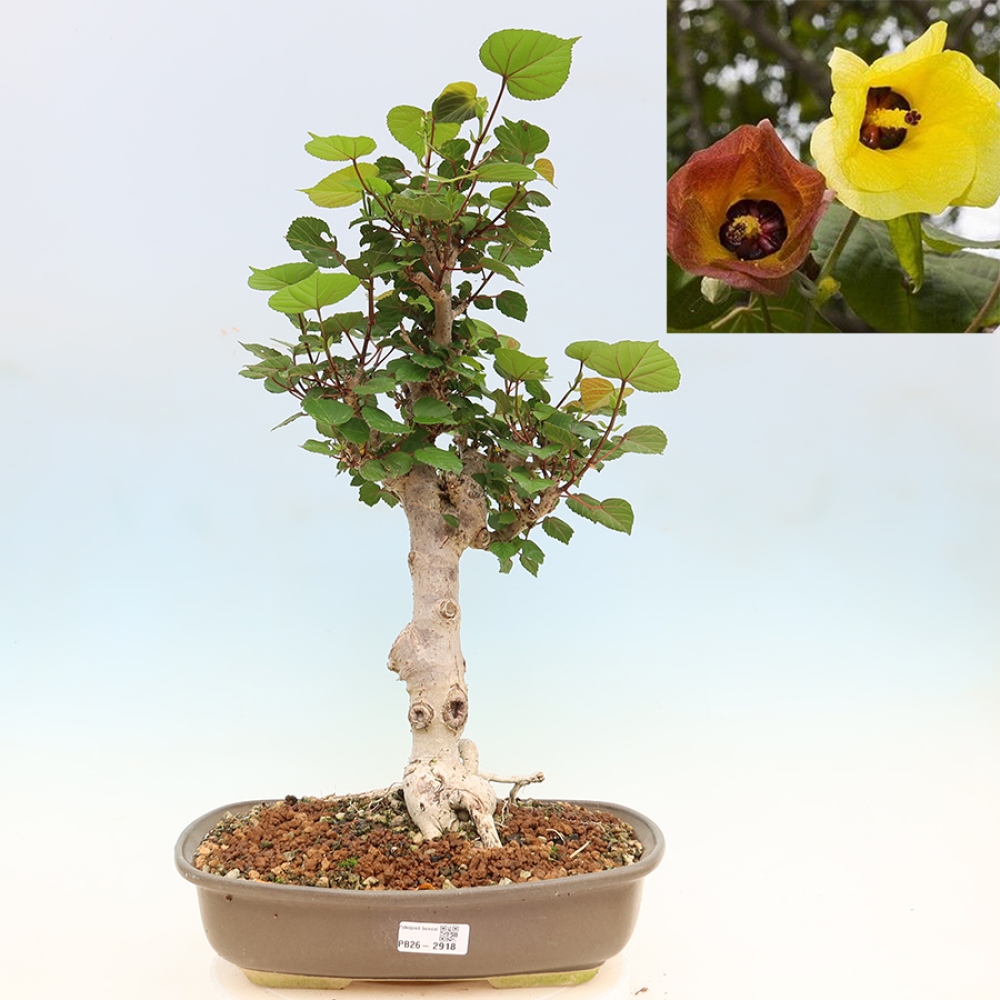 Zimmerbonsai - Hibiscus tiliaceus - Meeres-Hibiskus
