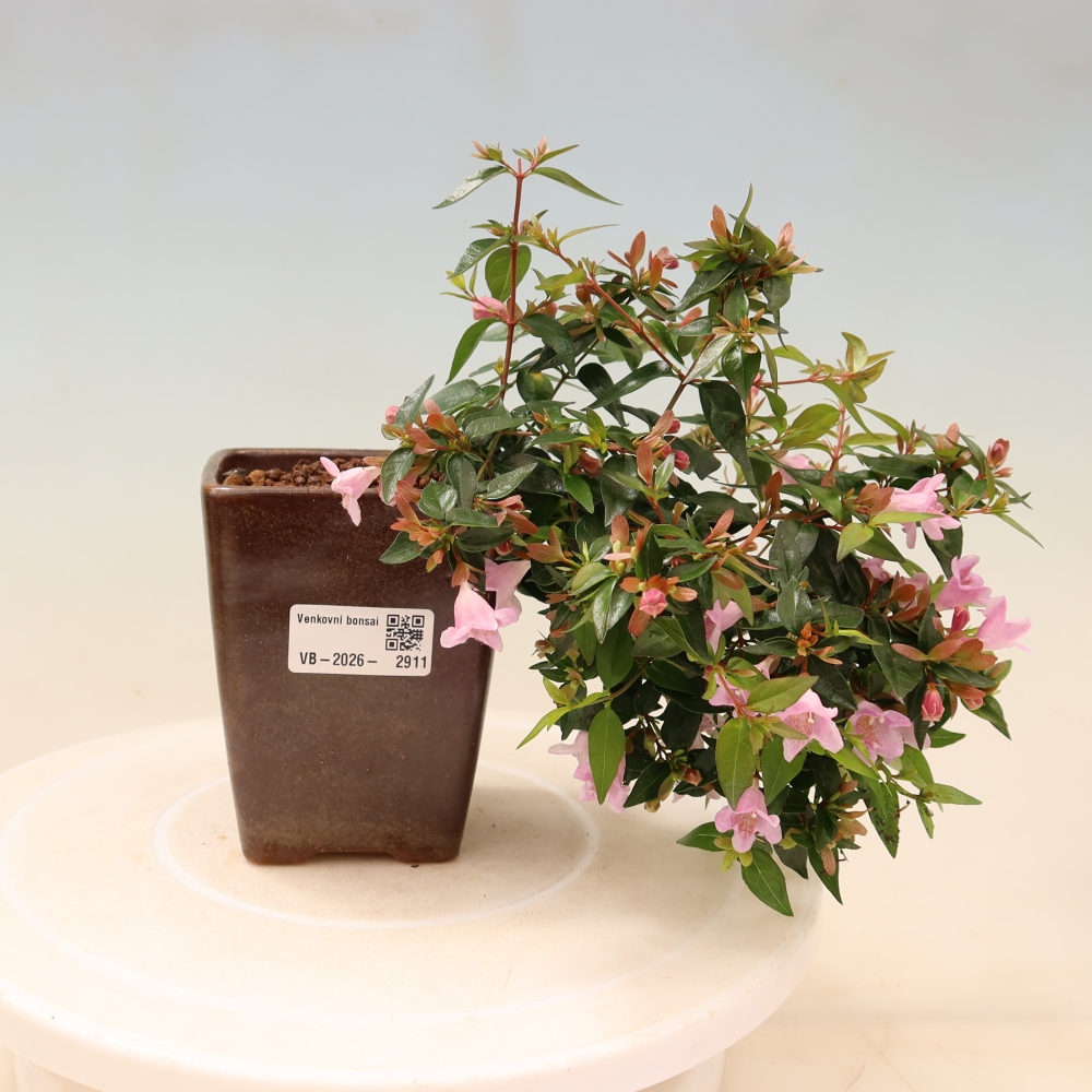 Bonsai für den Außenbereich – Abelia Edward Goucher – Großblumige Abelia