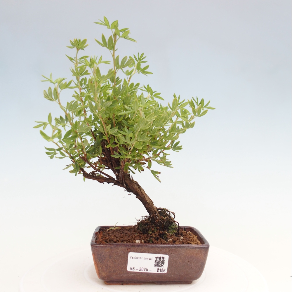 Bonsai für draußen - Potentila fruticosa gelber Vogel