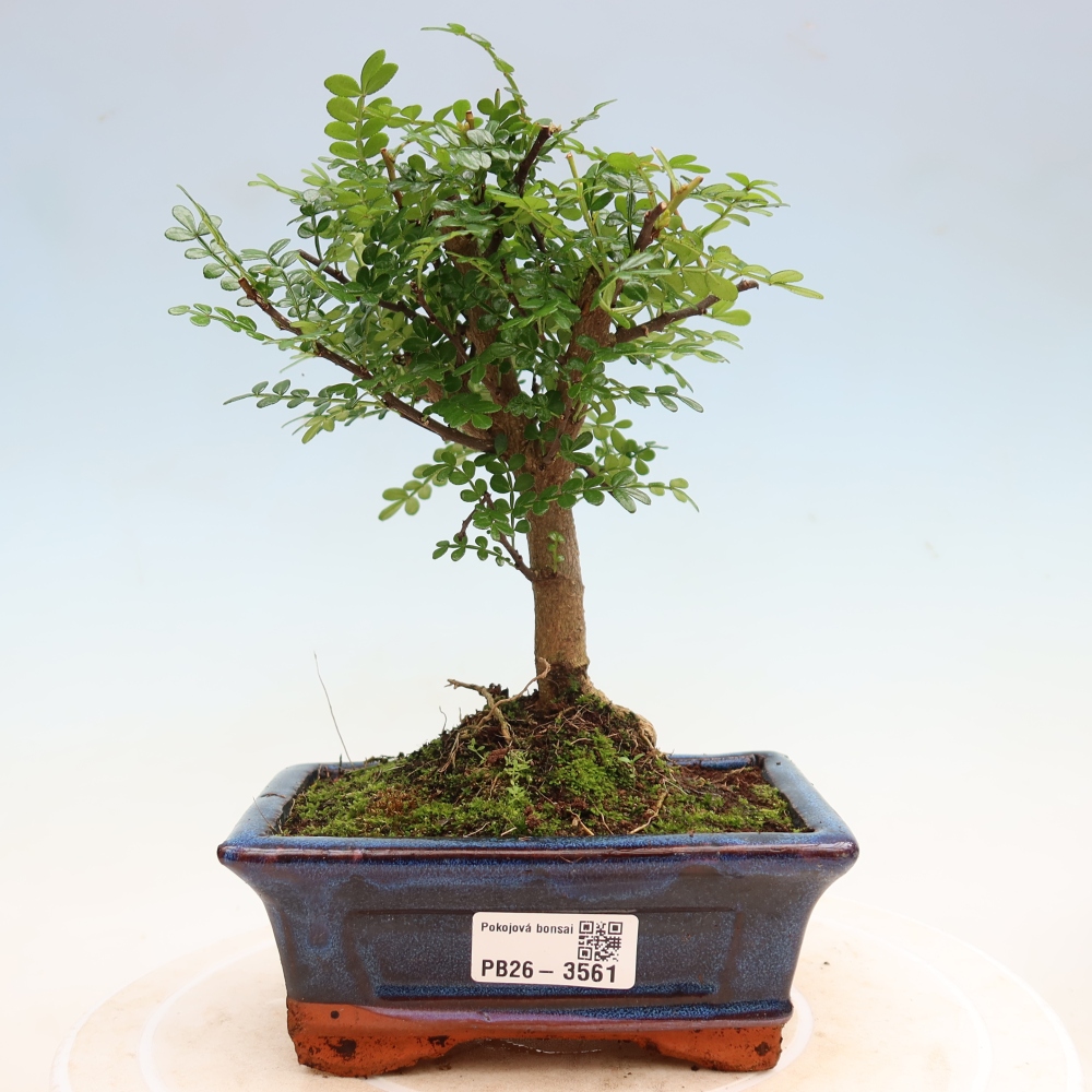 Zimmer Bonsai - Zantoxylum piperitum - Pfefferbaum
