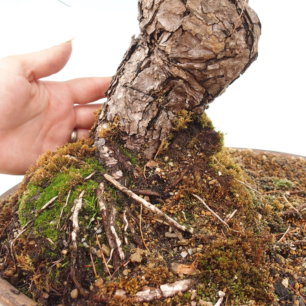 Bonsai für draußen - Pinus parviflora - Pinus parviflora