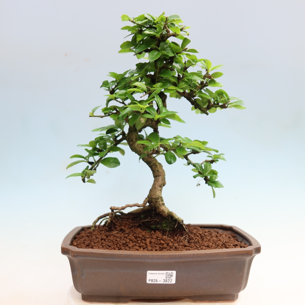Zimmer-Bonsai - Carmona macrophylla - Tee-Fuki
