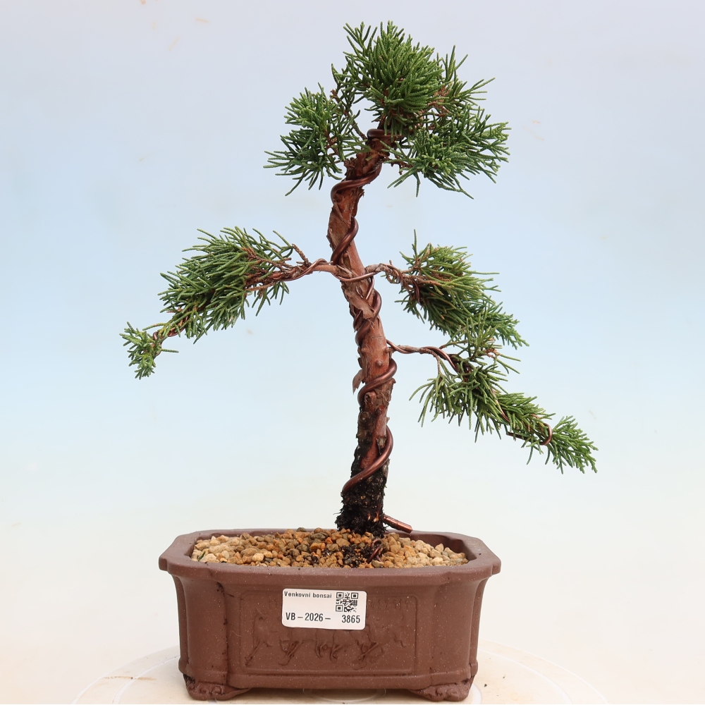Bonsai für draußen - Juniperus chinensis Kishu