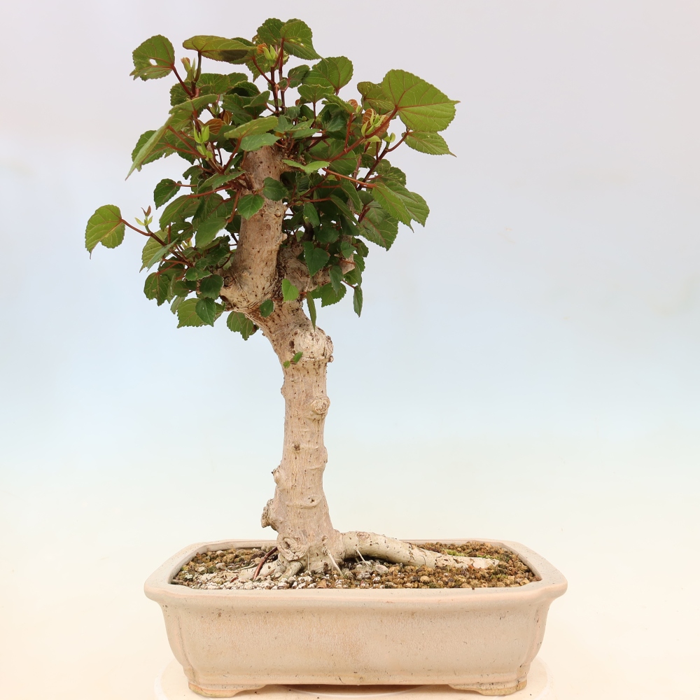 Zimmerbonsai - Hibiscus tiliaceus - Meeres-Hibiskus