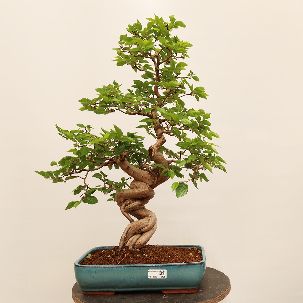 Bonsai für draußen - Karpinus Coreana - Koreanische Hainbuche