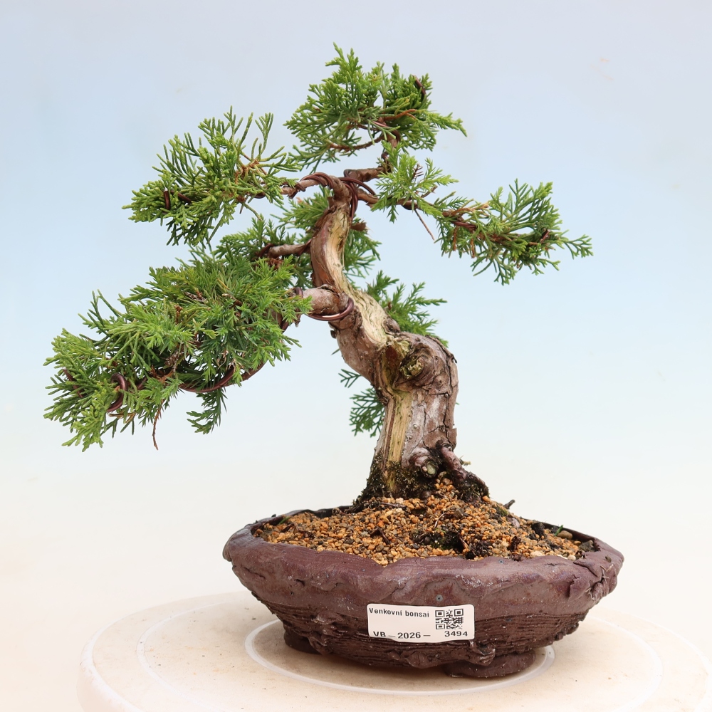 Bonsai für draußen - Juniperus chinensis Itoigawa-Juniperus chinensis