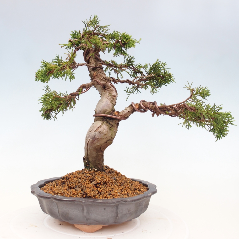 Bonsai für draußen - Juniperus chinensis Itoigawa