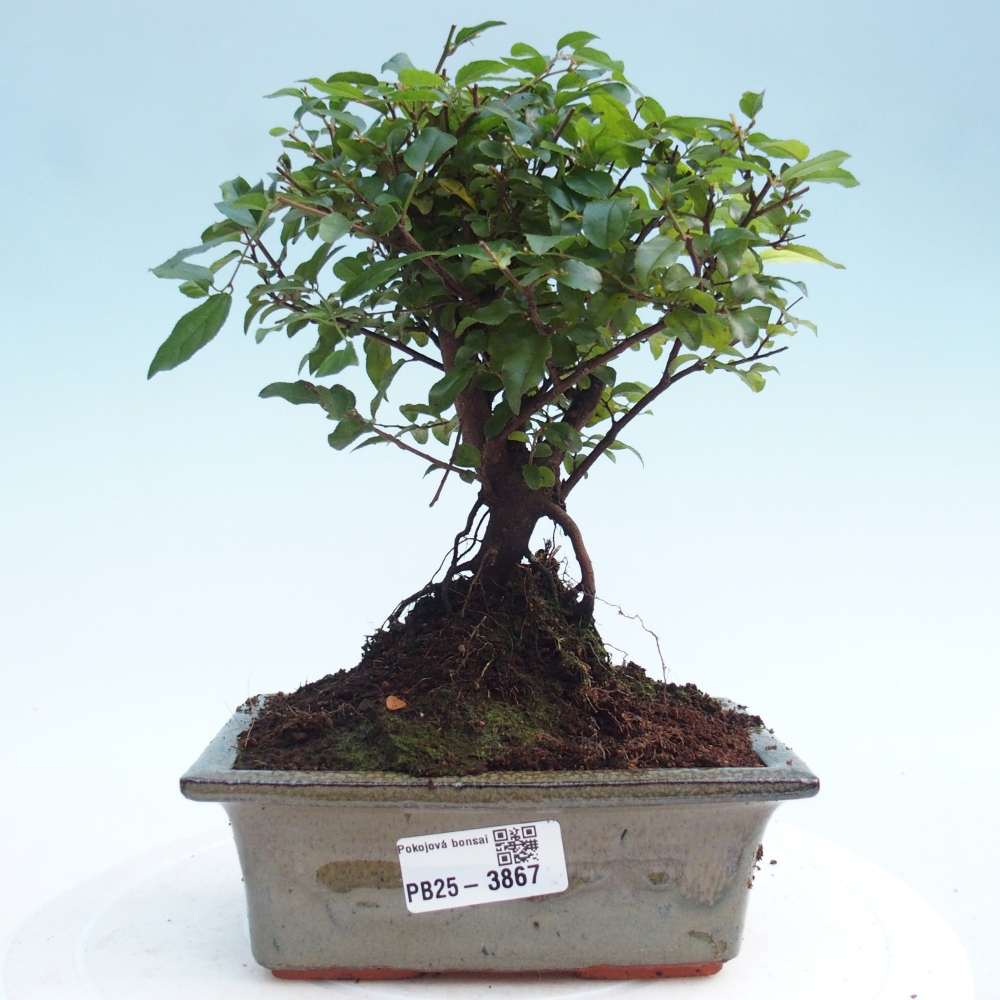 Zimmer Bonsai - Sageretia thea - Sageretia thea