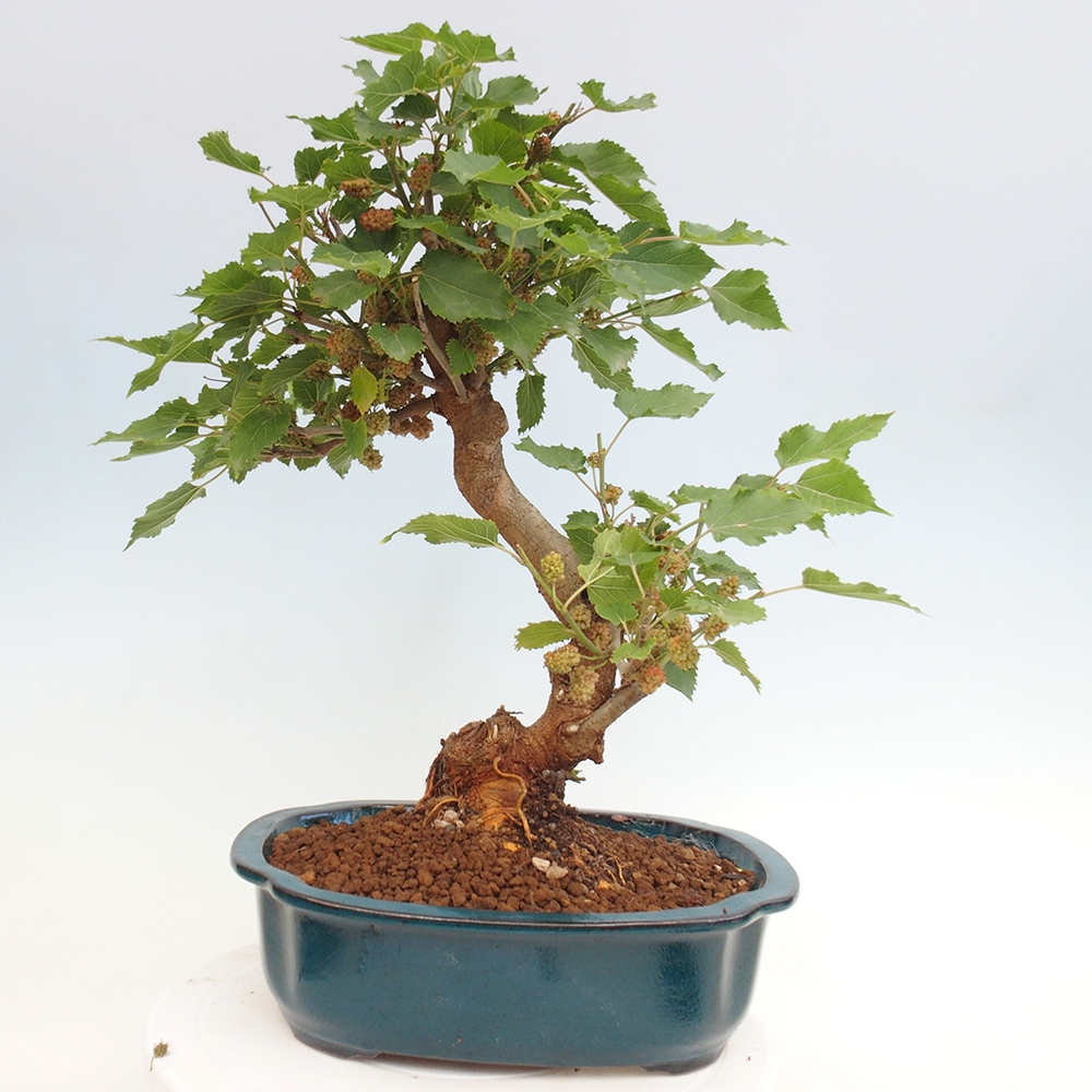 Bonsai für draußen -Morus alba - Maulbeere