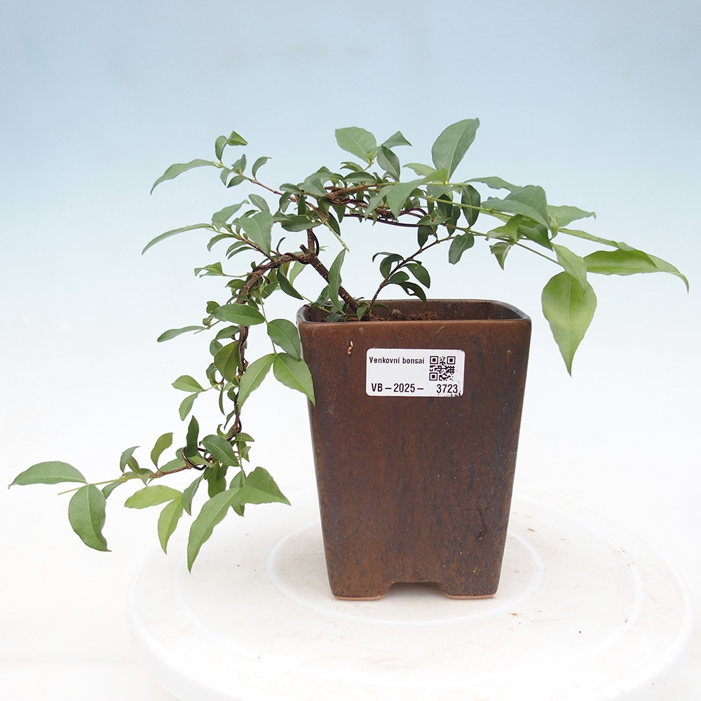 Zimmer Bonsai - Malpighia coccigera- Barbdor Kirsche