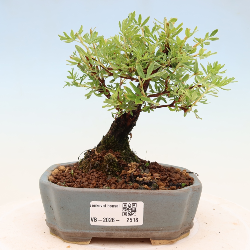 Bonsai für draußen - Potentila fruticosa
