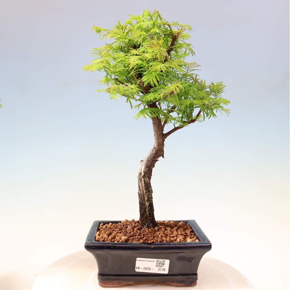 Bonsai für draußen - Metasequoia glyptostroboides - Chinesische Metasequoia