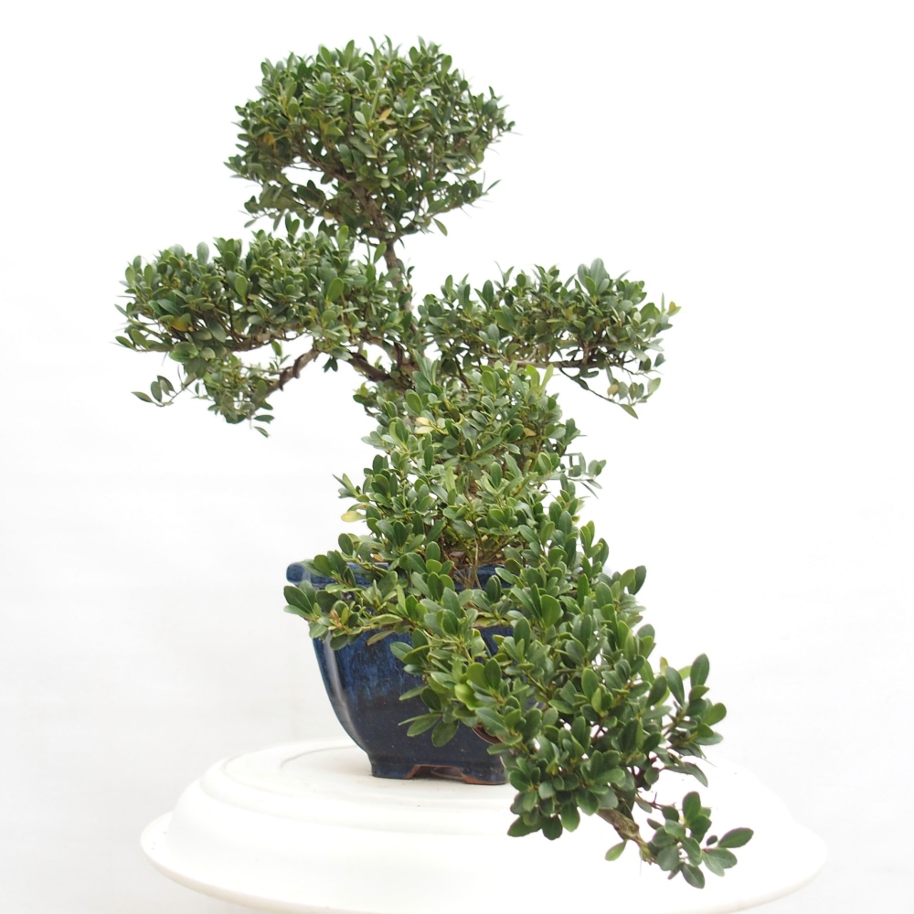 Zimmer Bonsai - Ilex crenata - Stechpalme