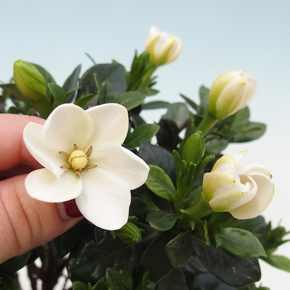 Zimmer Bonsai - Gardenia jasminoides-Gardenia