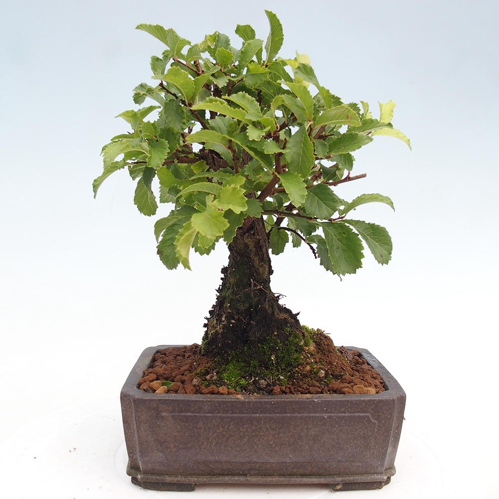 Bonsai für draußen - Zelkova - Zelkova NIRE