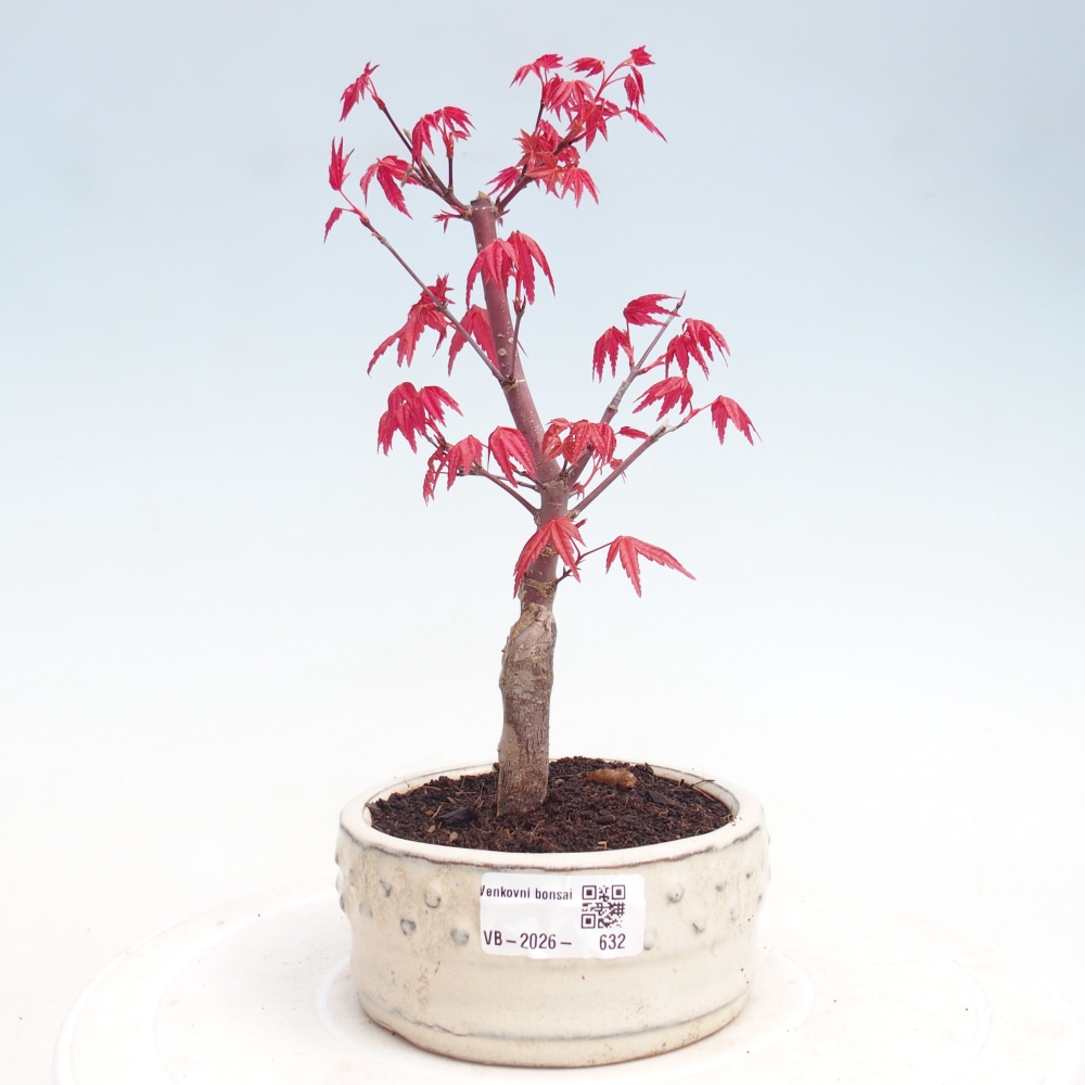 Bonsai für draußen - Acer palmatum DESHOJO