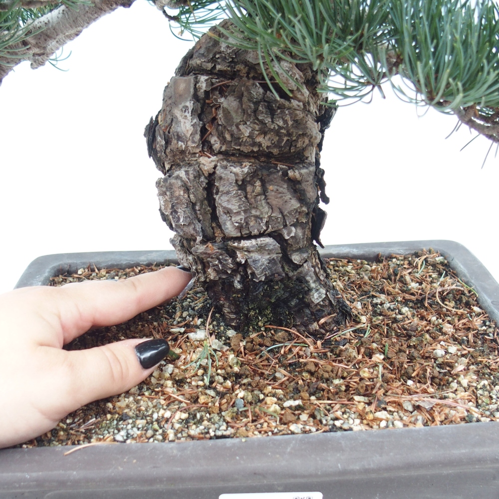 Bonsai für draußen - Pinus parviflora - Pinus parviflora