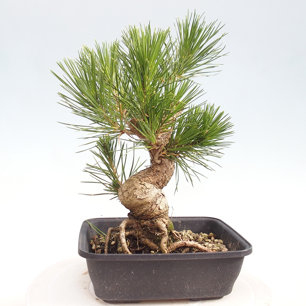 Bonsai für draußen - Pinus thunbergii - Thunberg-Kiefer