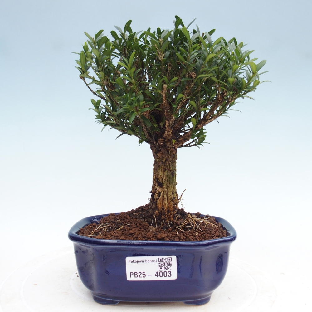 Zimmer Bonsai - Buxus harlandii - Korkbuxus