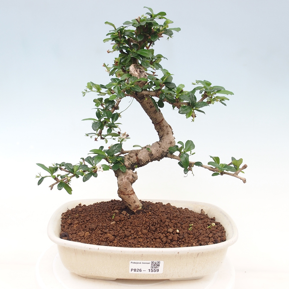 Zimmer-Bonsai - Carmona macrophylla - Tee-Fuki