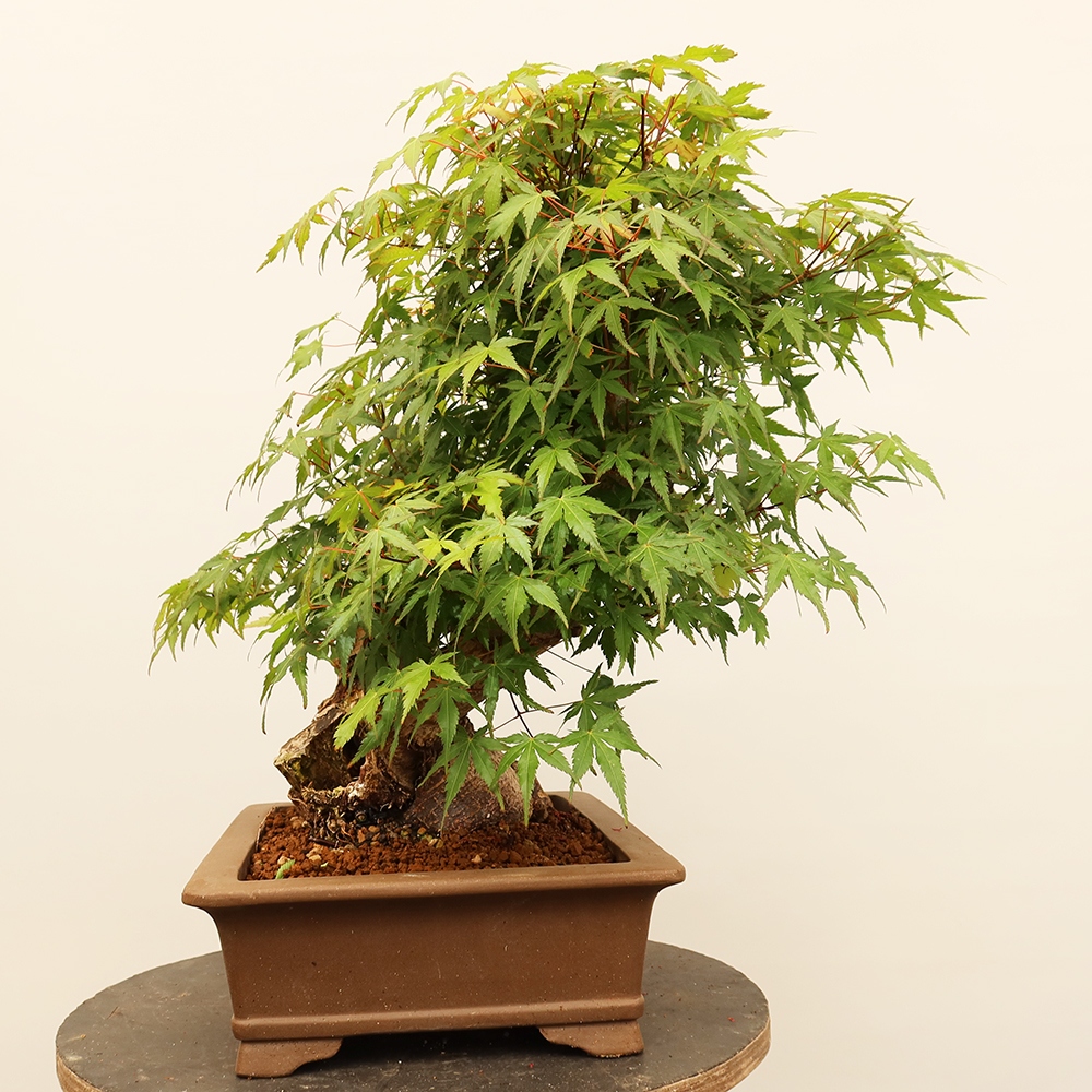 Bonsai für draußen - Ahorn palmatum - Palmen